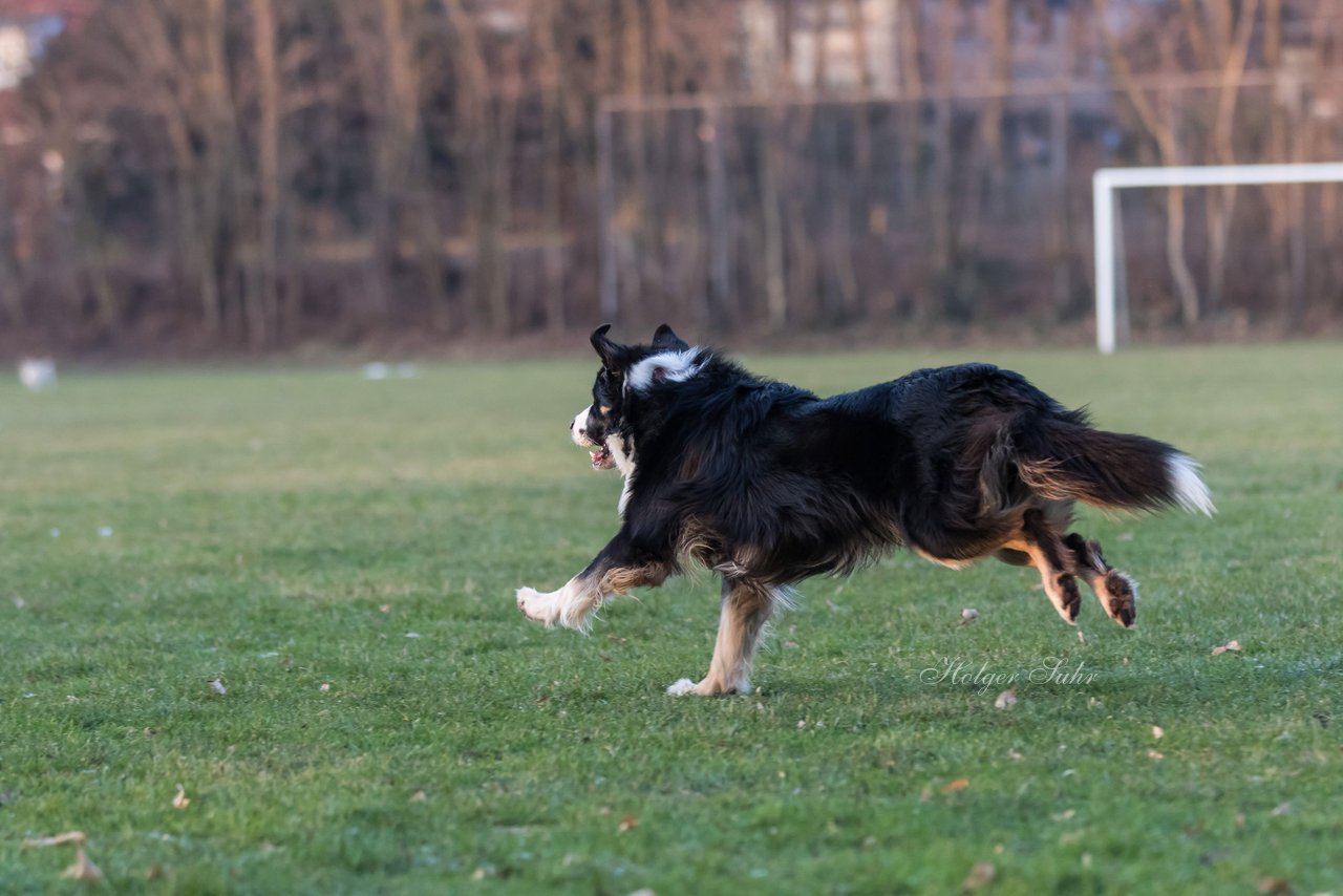 Bild 48 - Hundeshooting